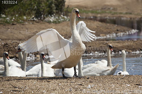 Image of Swan stretching its wings