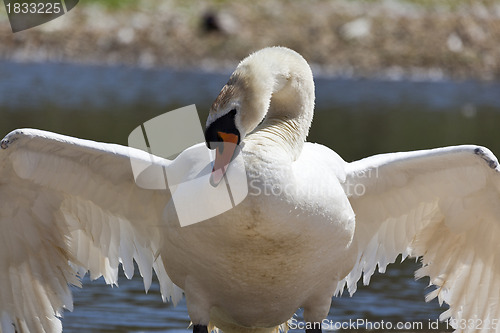 Image of Swan with wings outstretched