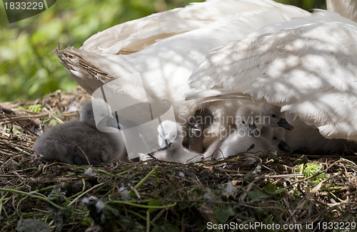 Image of Swans nest