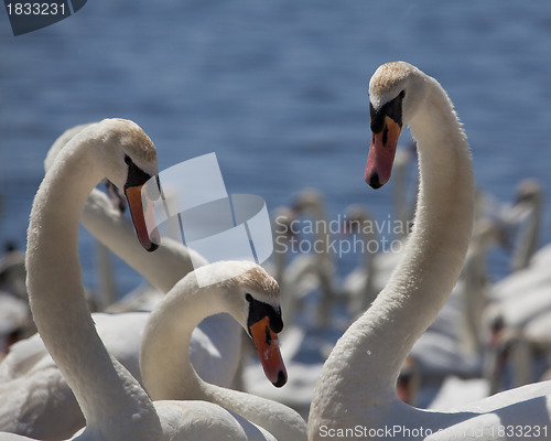Image of Three swans