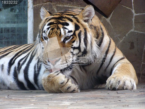 Image of The Tiger