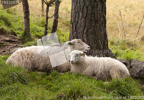 Image of Sheep