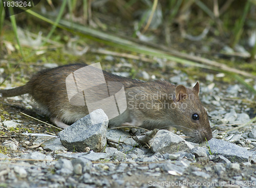 Image of Brown rat
