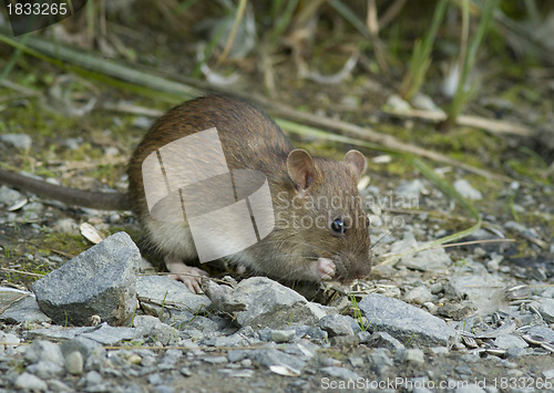 Image of Brown rat