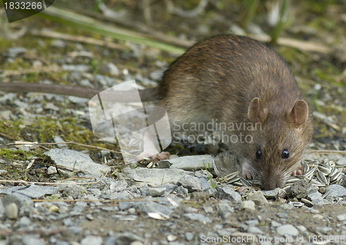 Image of Brown rat