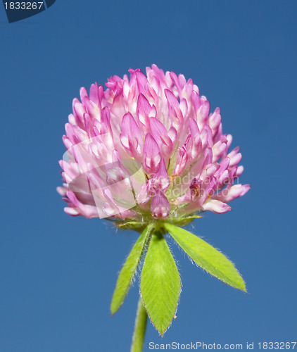 Image of Red Clover (trifolium pratense) flowerhead