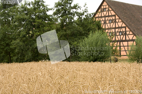 Image of Spelt