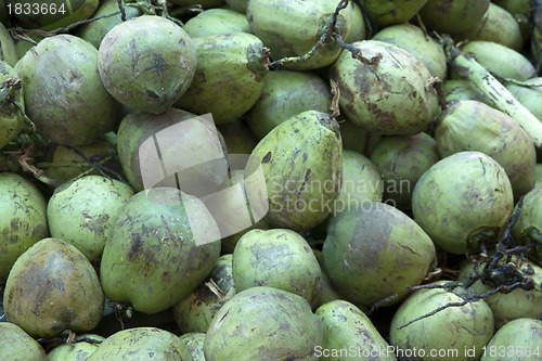 Image of Fresh coconuts
