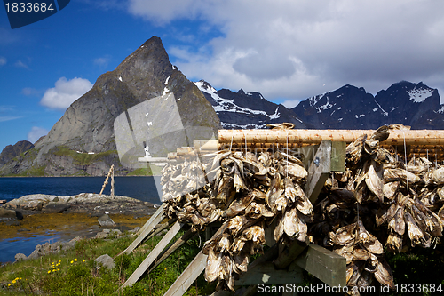 Image of Drying of stockfish on Lofoten