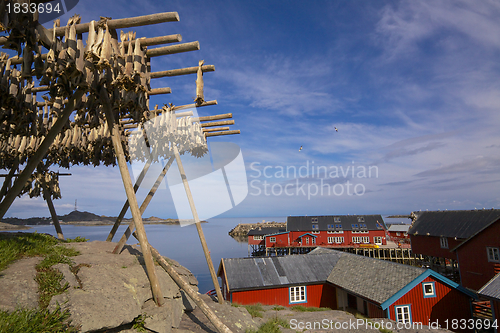 Image of Stockfish on Lofoten