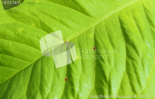 Image of infested lemon leaf