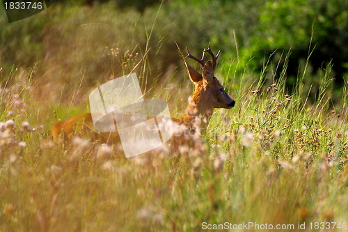 Image of roebuck in a glade