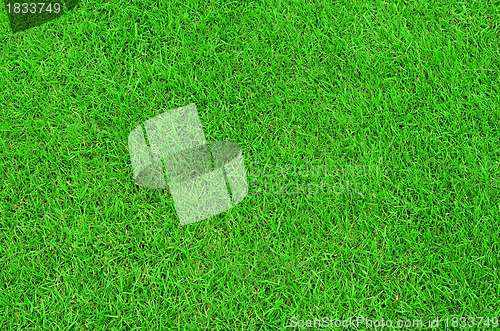 Image of Green grass