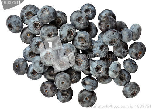 Image of Blue huckleberry