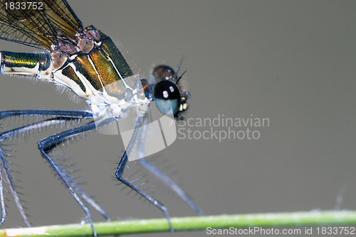 Image of damselfly resting on branch; particular