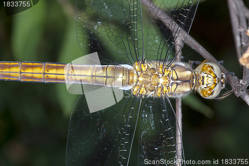 Image of dragonfly resting on branch; particular