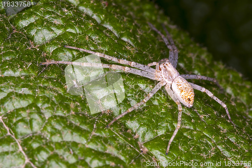 Image of spider waiting on a leaf
