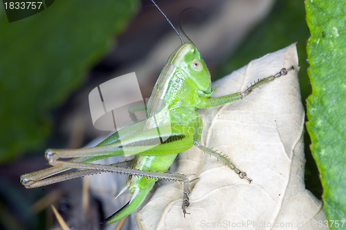 Image of grasshopper on a dry leaf