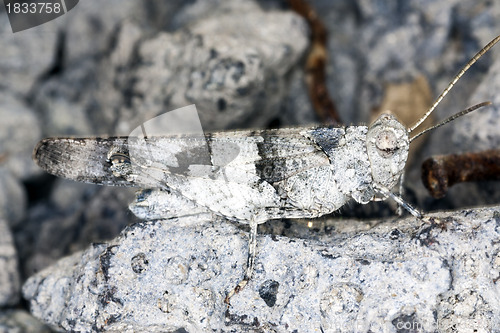 Image of grasshopper camouflaged