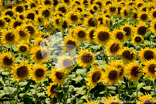 Image of Sunflowers