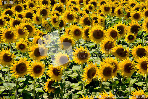 Image of Sunflowers