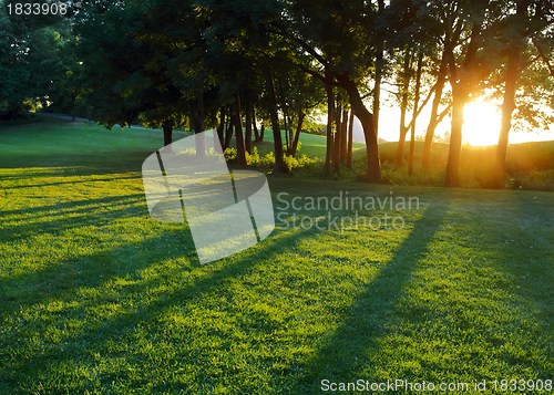 Image of Setting sun between trees horizontal