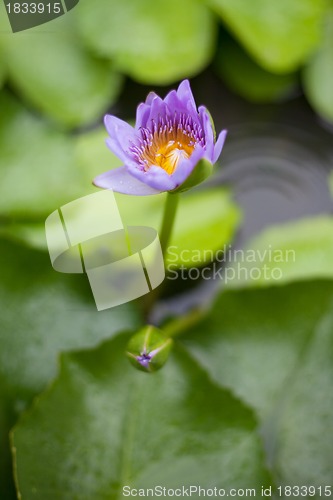 Image of Water lily