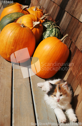 Image of Kitten and pumpkins