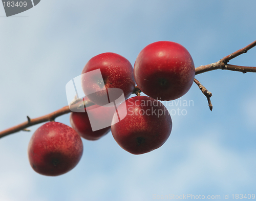 Image of Apples