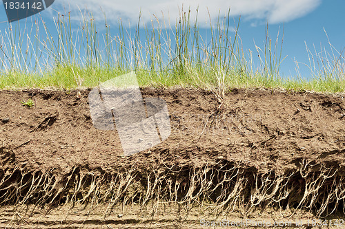 Image of Earth soil cross section