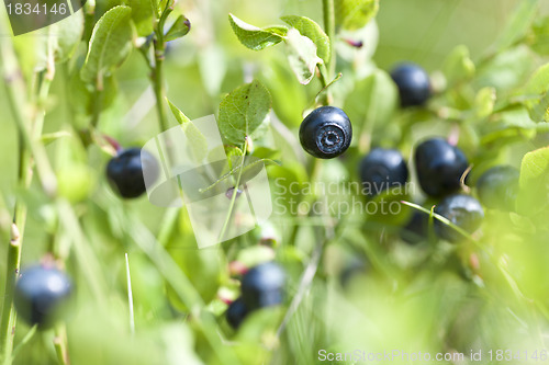 Image of Wild blueberries