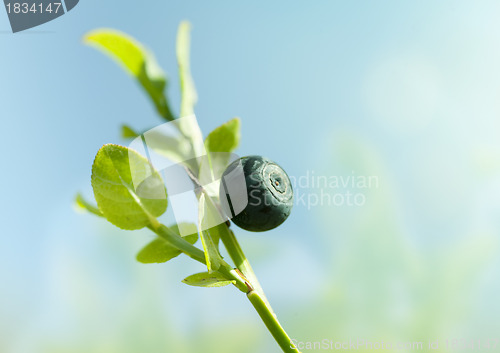 Image of Wild blueberry macro