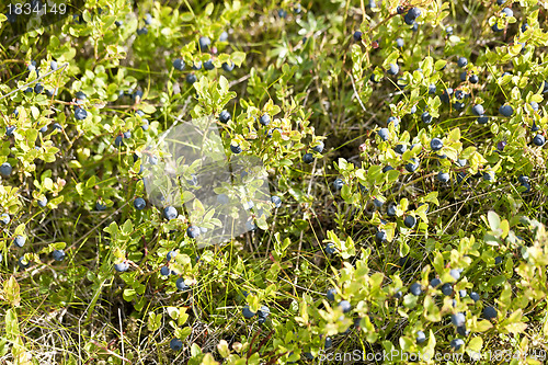 Image of Wild blueberries