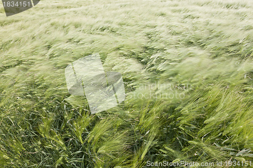 Image of wheat field in the wind