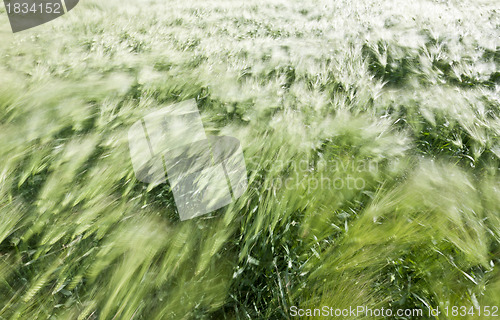 Image of wheat field in the wind