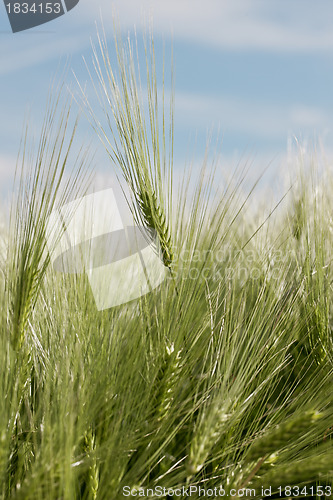 Image of Close-up of wheat plant