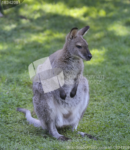 Image of Gray  Kangaroo 