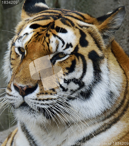 Image of Amur Tiger