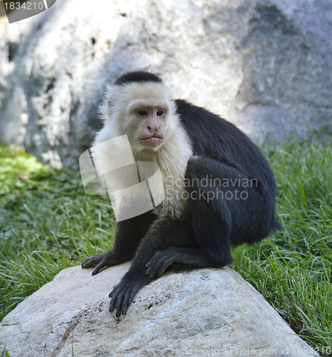 Image of White-Throated Capuchin Monkey