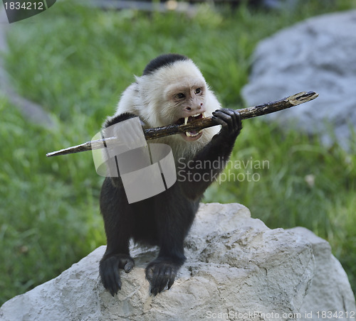 Image of White-Throated Capuchin Monkey