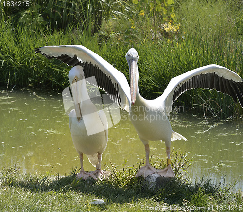 Image of White Pelicans