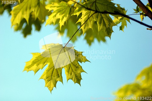 Image of Yellow leaf autumn