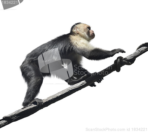 Image of White-Throated Capuchin Monkey