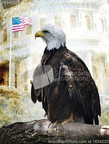 Image of American Bald Eagle