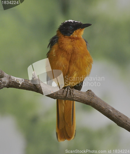 Image of Colorful Bird