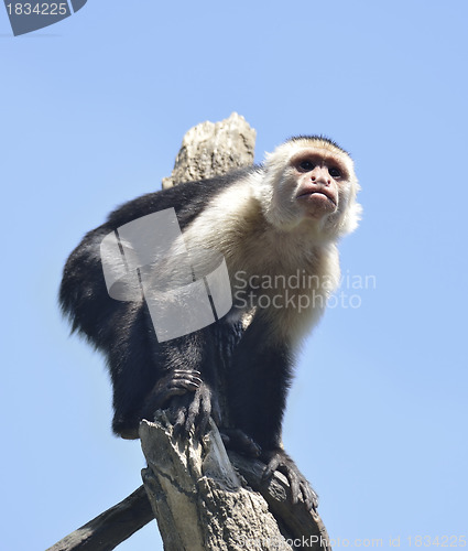 Image of White-Throated Capuchin Monkey