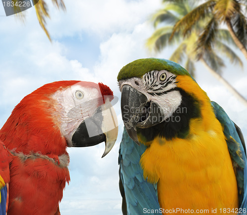 Image of Parrots