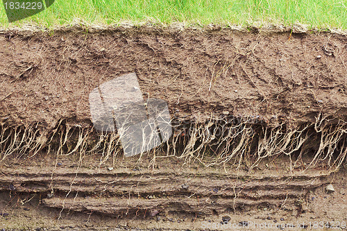 Image of Soil cross section
