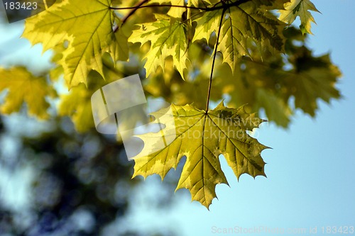Image of Yellow leaf autumn