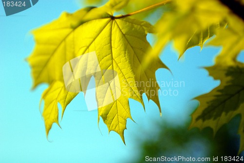 Image of Yellow leaf autumn